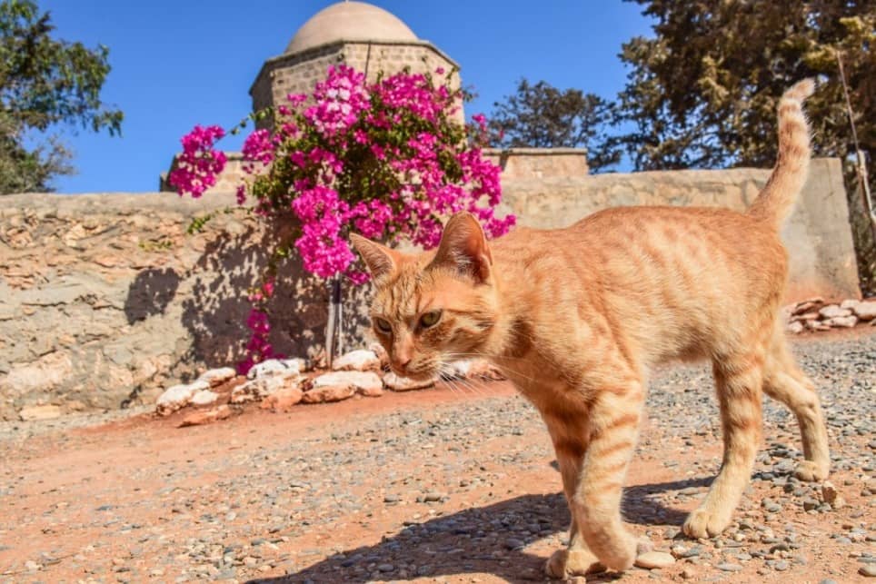 tipp-4-a-macskák-szigete-páfosz-ciprus